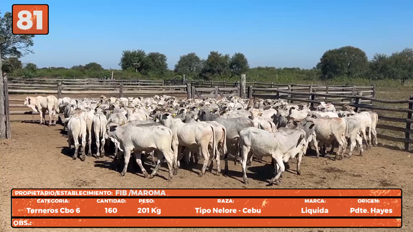 Lote LOTE 81