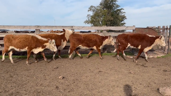 Lote Vacas Preñadas