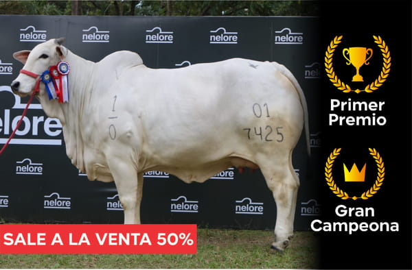 Lote Nelore a Bozal Expo Internacional 2022 RP 7425 - Lote 22 Precio de Cuota por el 50% del animal