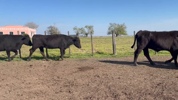 Lote Vacas Preñadas