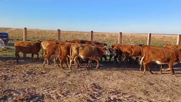 Lote 80 Terneros