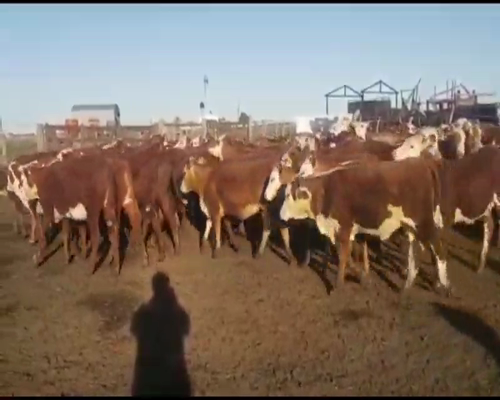 Lote 70 Terneras en Entre Ríos