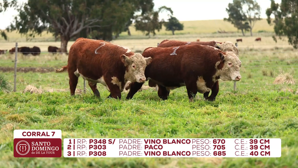Lote Toros de Lote