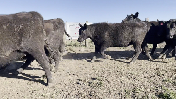 Lote LA AZUCENA DE San MANUEL: VAQUILLONAS A.ANGUS PC CON GARANTÍA DE preñez