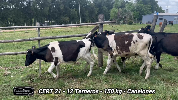Lote 12 Terneros en Canelones