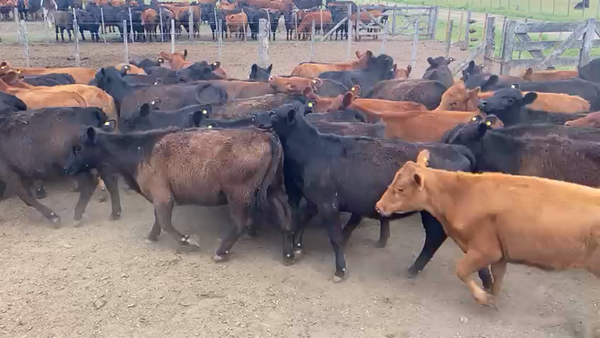 Lote 122 Terneros/as en Rauch, Buenos Aires