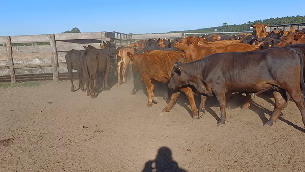 Lote 100 Terneras en Villaguay, Entre Ríos