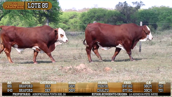 Lote LOTE 85