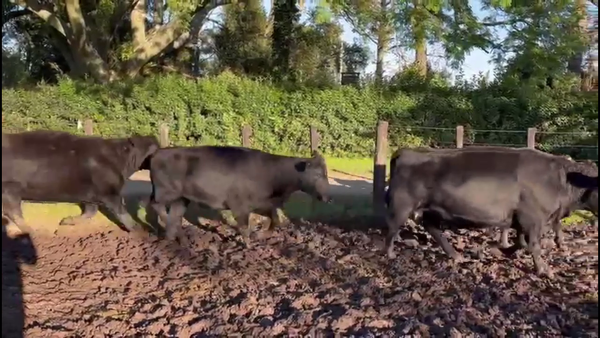 Lote VACAS PREÑADAS