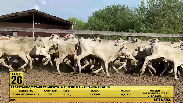Lote LOTE 26