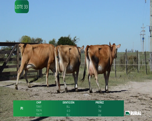 Lote VACAS SECAS PREÑADAS