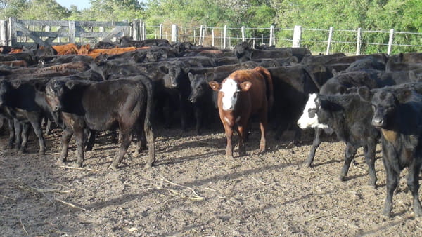 Lote SAENZ VALIENTE, BULLRICH Y Cia. S.A.