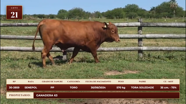 Lote LOTE 21