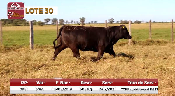 Lote Reproductores de Alborada - Lote 30