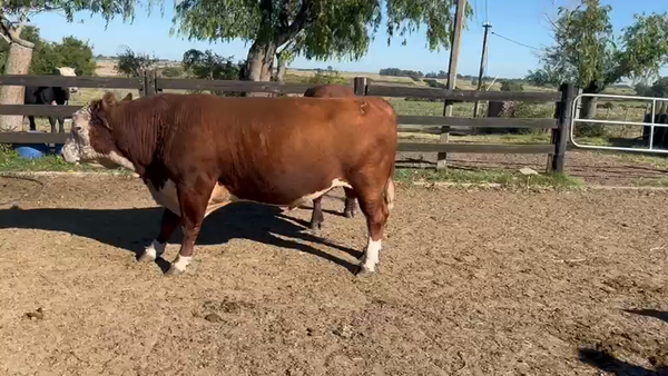 Lote 2 Toros Hereford 650kg - , San José