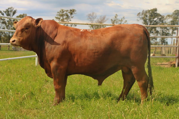 Lote Toros, Tacuarembó