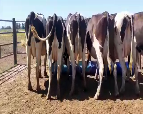 Lote Bossarelli Hermanos