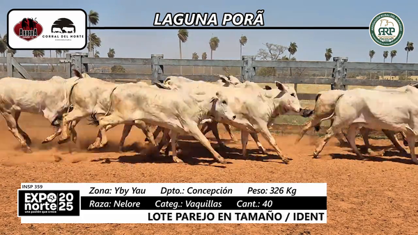 Lote Vaquillas