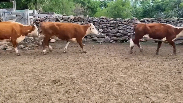 Lote Vacas de Invernada