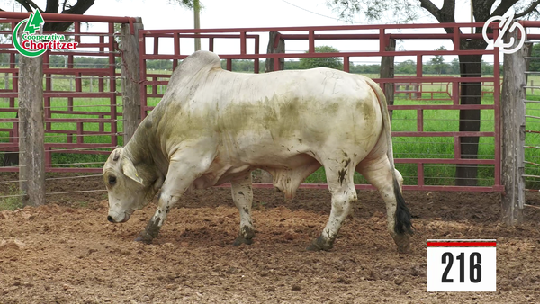 Lote Brahman