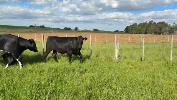 Lote NOVILLOS 1 a 2 AÑOS