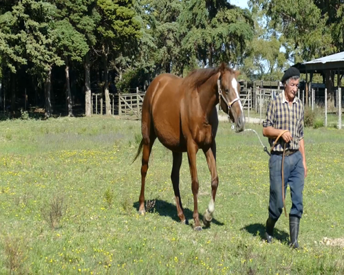 Lote LF CORTESANA CASH