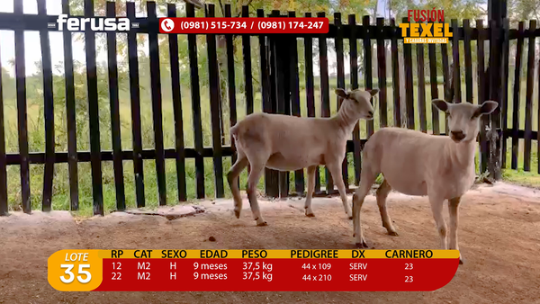 Lote Lote 35