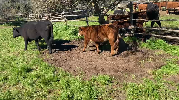 Lote 60 Novillo Engorda en Casablanca, V  Región Valparaíso