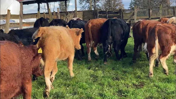 Lote 60 Vaquilla Engorda en Río Bueno, XIV Región Los Ríos