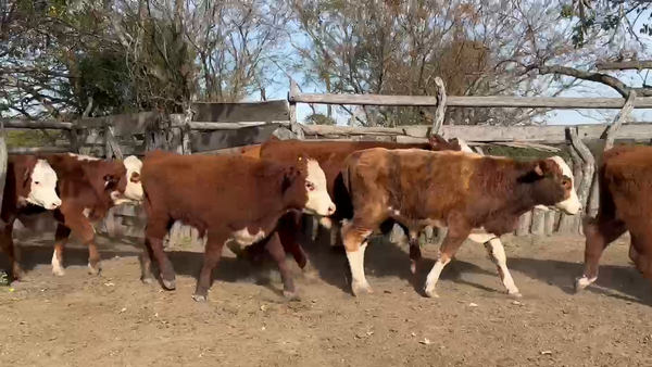 Lote 60 Terneros