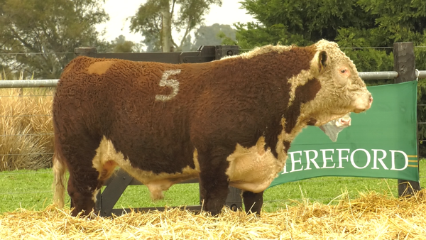 5 - 41194 — TOROS HEREFORD PURO REGISTRADOS