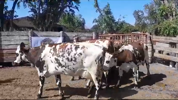 Lote VACAS SN EN PRODUCCION