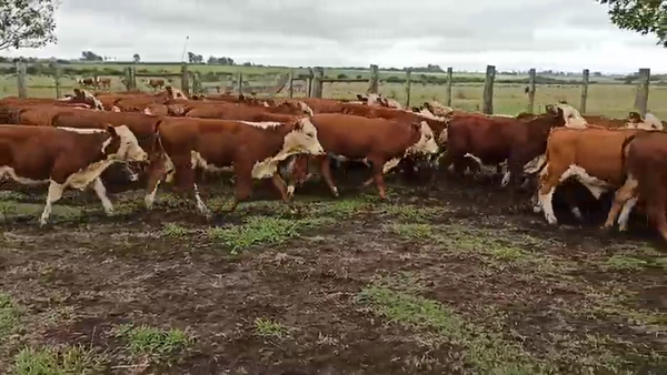 Lote 70 Terneros/as en San Salvador, Entre Ríos