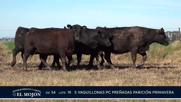 Lote NEGRAS PREÑADAS PARICIÓN PRIMAVERA