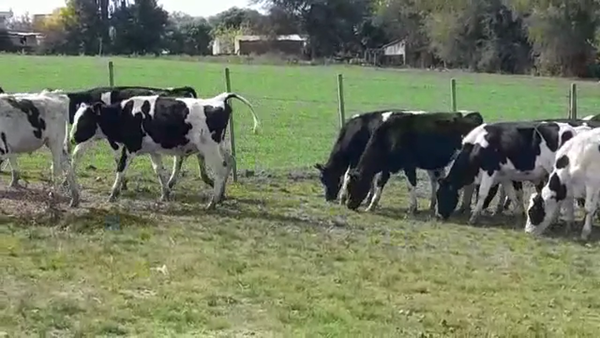 Lote TERNEROS HOLANDO