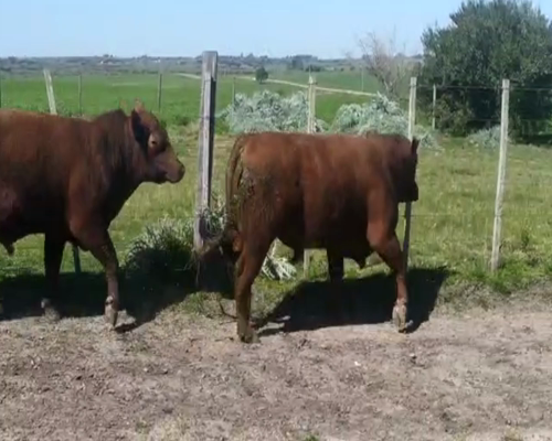 Lote 4 Toros Red angus 550kg -  en Carreta Quemada