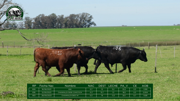 Lote Lote 2 Machos - La Estela