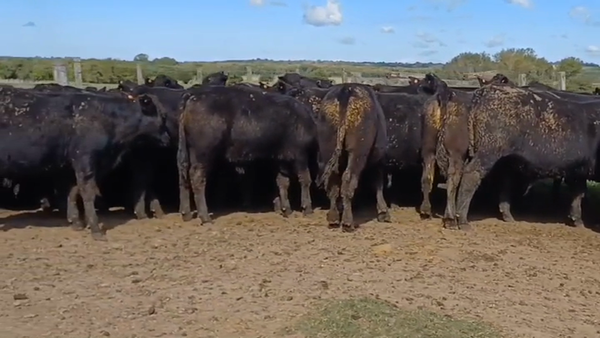Lote 58 Terneros ANGUS 290kg -  en BARRACAS COLORADAS