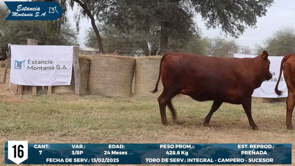Lote LOTE 16