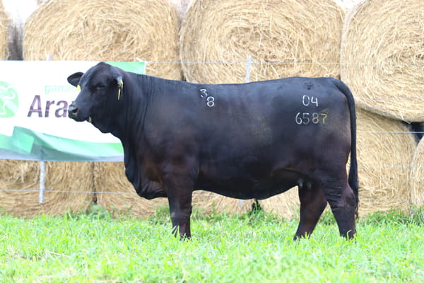Lote LOTE 11