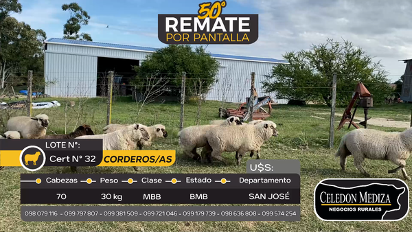 Lote 70 Corderos/as en San José , San José