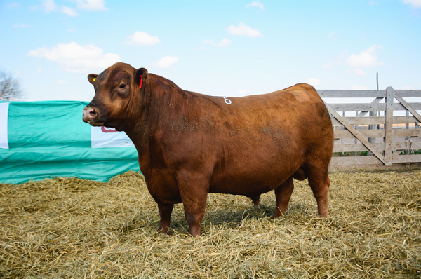 Lote Toros
