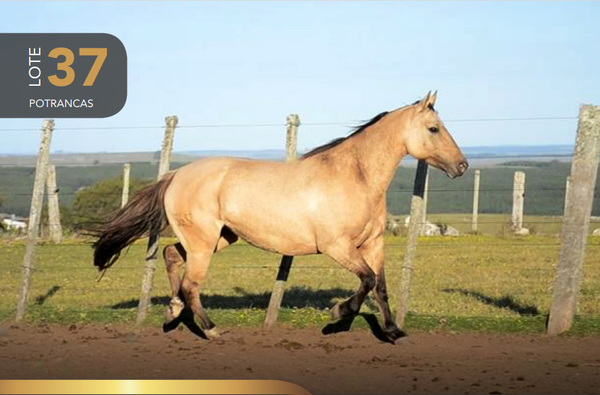 Lote Aquerenciada Mala liga