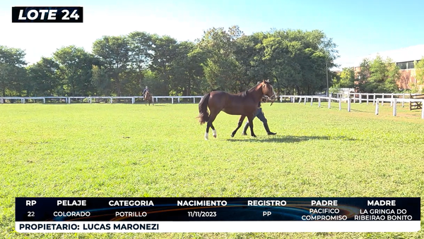 Lote LOTE 24- DE BOZAL