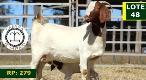 Lote CAPRINOS HEMBRAS 48