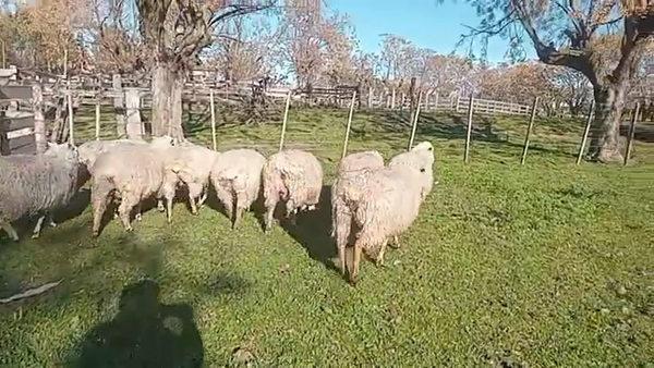 Lote OVEJAS