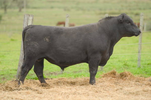 Lote RP 408