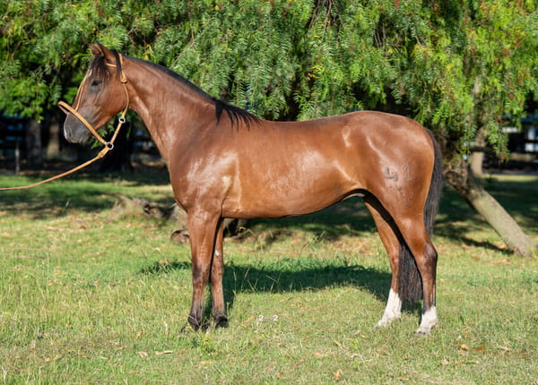 Lote SOLFERINO DEL PORRÚA