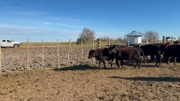 Lote 45 Terneras