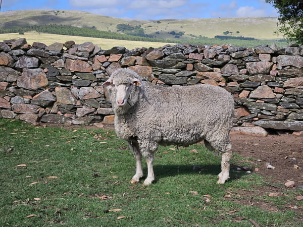 Lote (Vendido)Carneros, Lavalleja